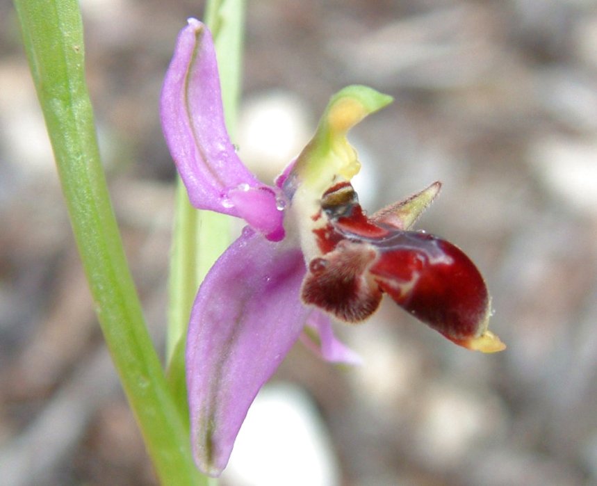 Ophrys orphanidea, O. masticorum e O. minutula